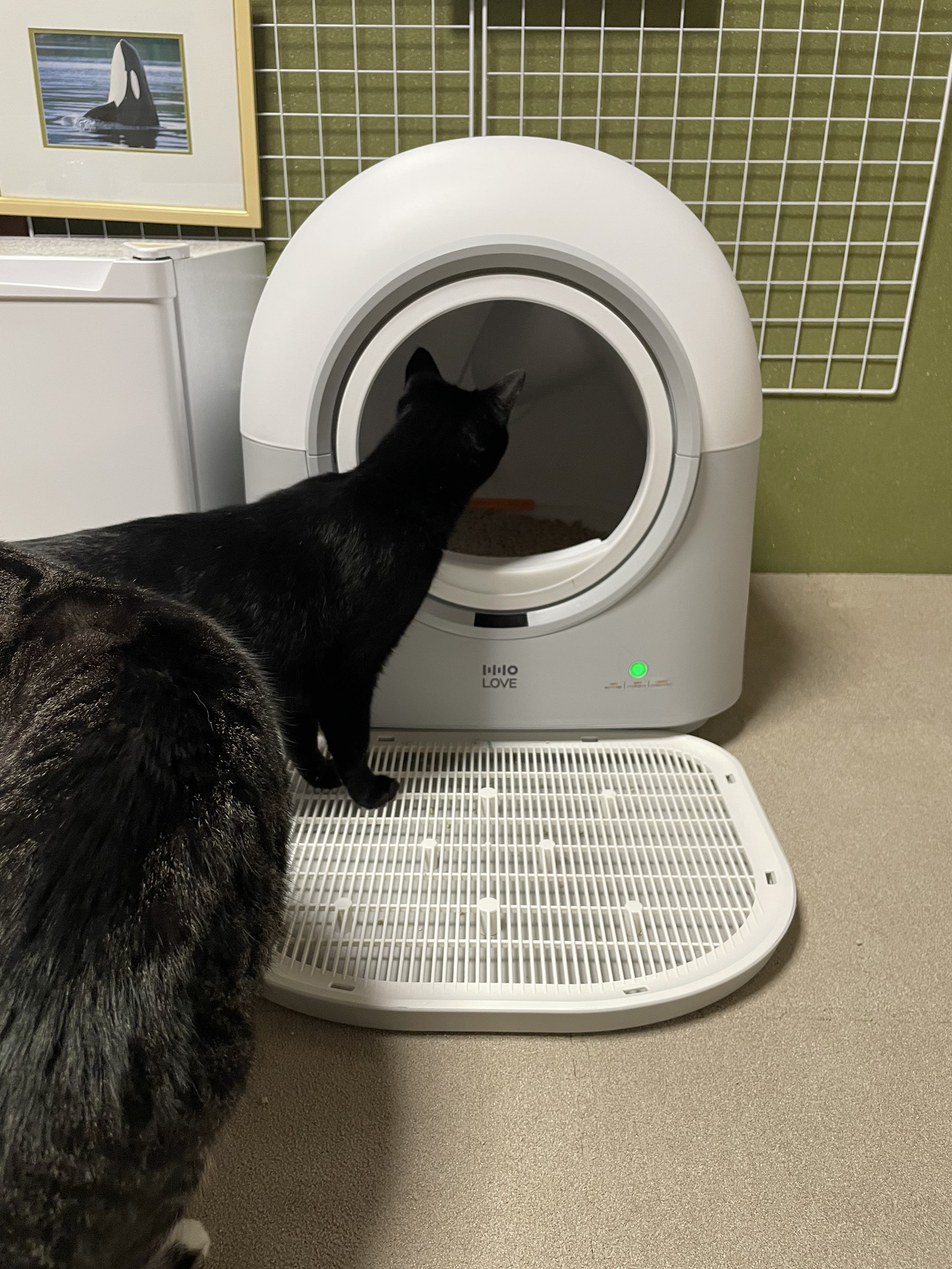 全額ポイント還元】HHOLOVE 自動猫トイレ Pro｜ポイント交換で1年間