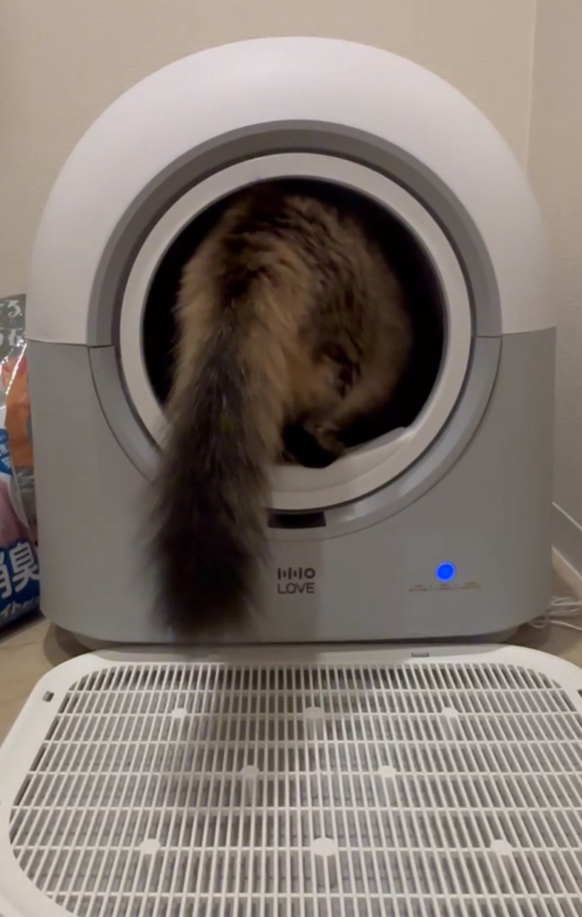 HHOLOVE 自動猫トイレ Pro ホワイト｜全自動清掃＆AI管理・掃除不要