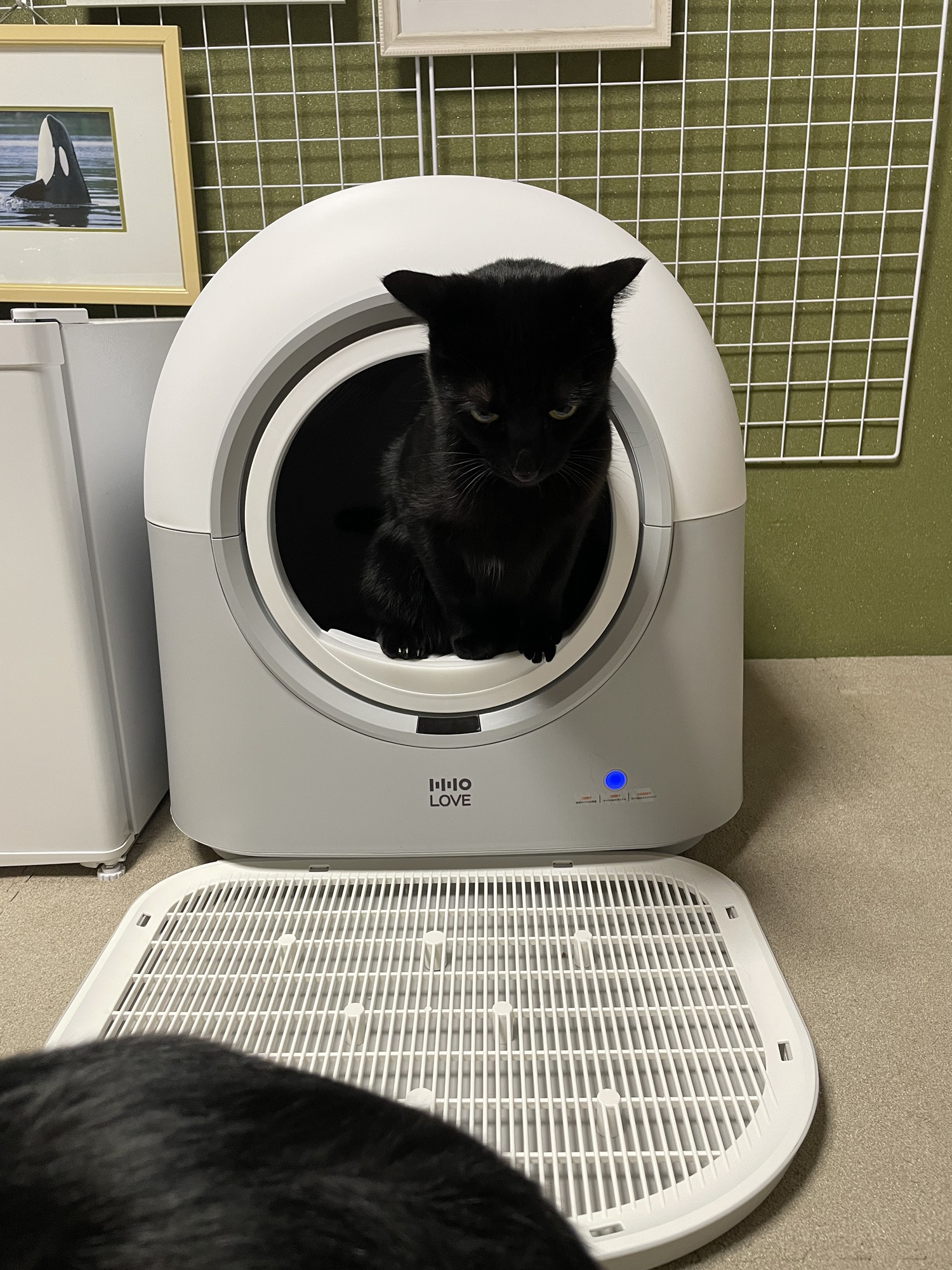 HHOLOVE 自動猫トイレ Pro ホワイト｜全自動清掃＆AI管理・掃除不要