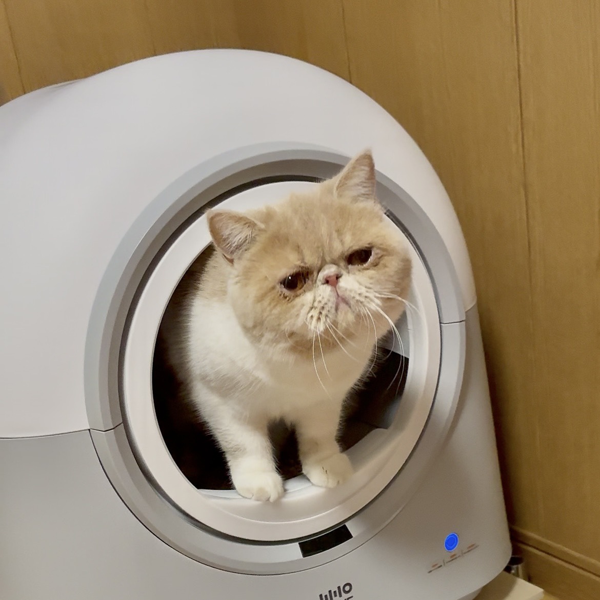 HHOLOVE 自動猫トイレ Pro ホワイト｜全自動清掃＆AI管理・掃除不要